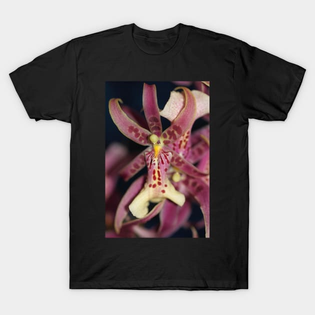 Splendid Orchid in Macro T-Shirt by Carole-Anne